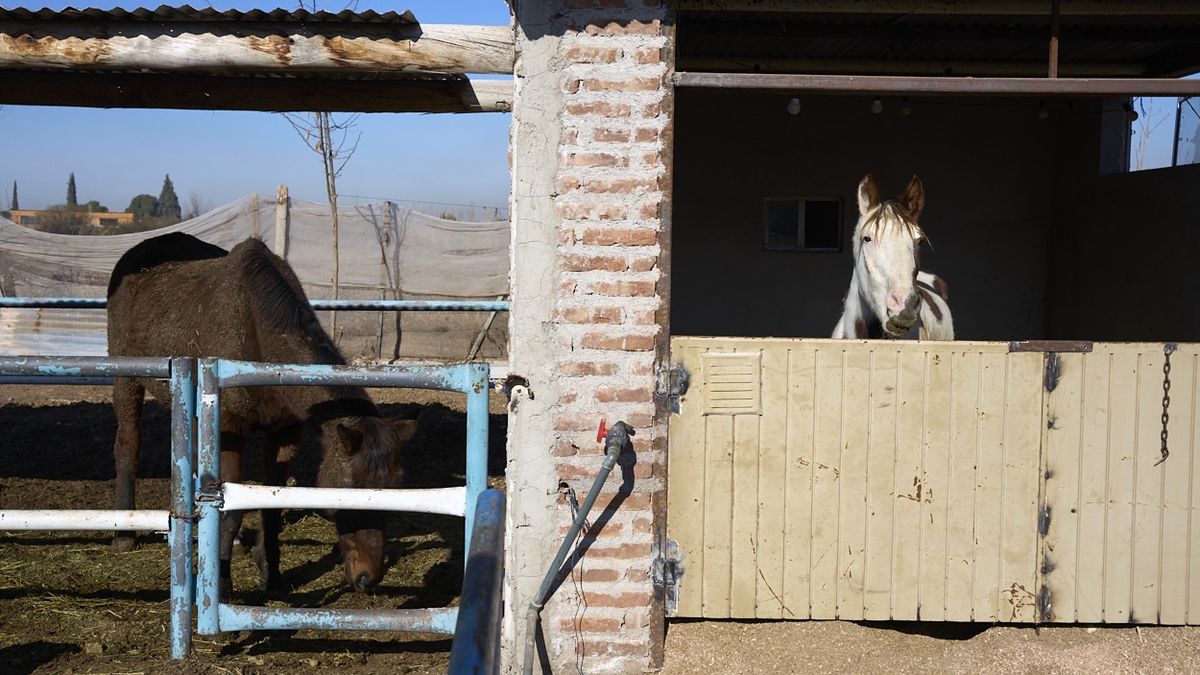 Reina y Flika disfrutan del sol mientras esperan para salir a recrearse un rato, caminar y pastar. Reina y Flika disfrutan del sol mientras esperan para salir a recrearse un rato, caminar y pastar.