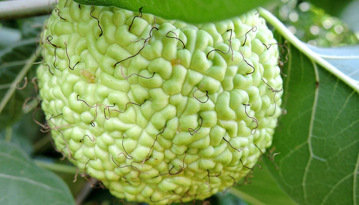Este fruto suele medir de 7 a 12 centímetros. Imagen: Freepik