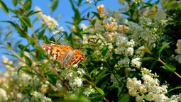 Este arbusto tiene unas flores perfumadas que atraen mariposas y otros insectos. Imagen: Pexels.