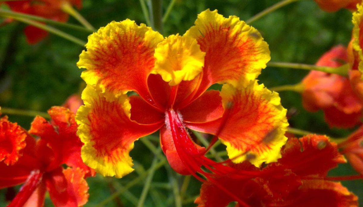 La planta nativa de México que tienes que cultivar en tu jardín. Imagen: argentinat
