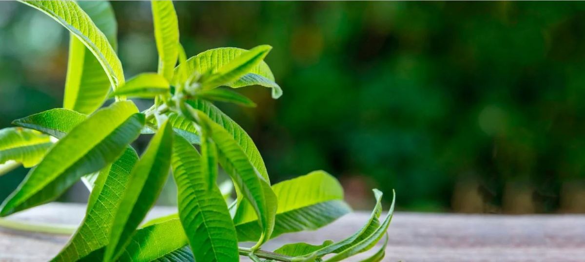 Mate rico y saludable. El Cedrón es un gran aliado para aliviar los dolores menstruales. Mate rico y saludable. El Cedrón es un gran aliado para aliviar los dolores menstruales.