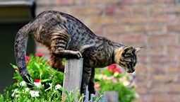 Cómo ahuyentar los gatos del jardín: crea este repelente natural