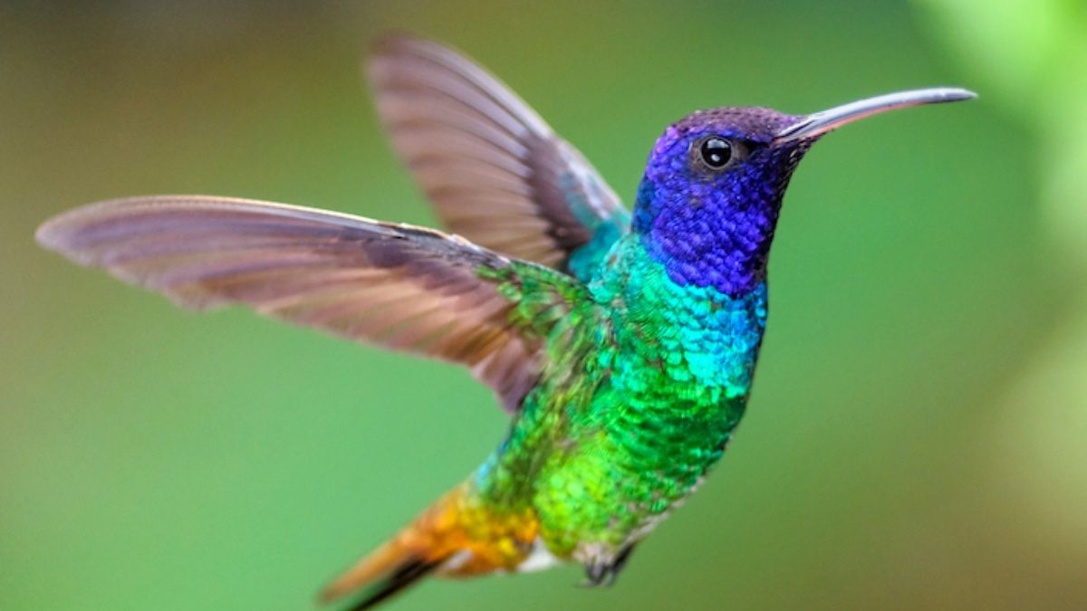 Qué quiere decir que aparezca un colibrí en tu jardín