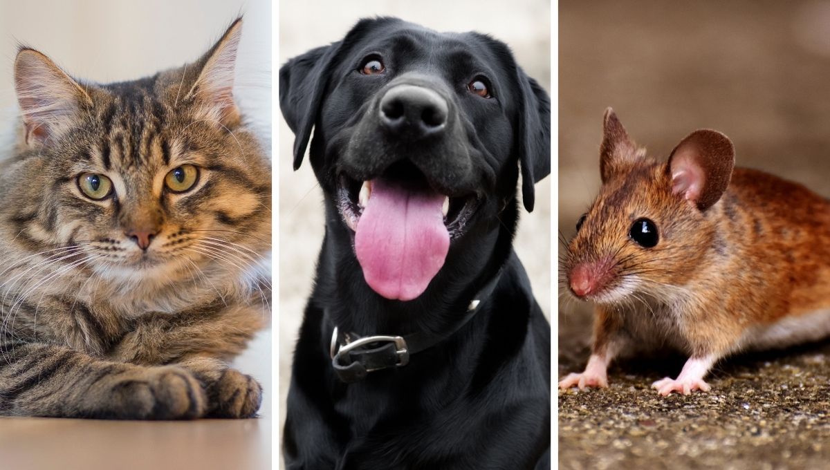 Este test sencillo puede mostrar facetas ocultas de tu personalidad al elegir uno de los animales