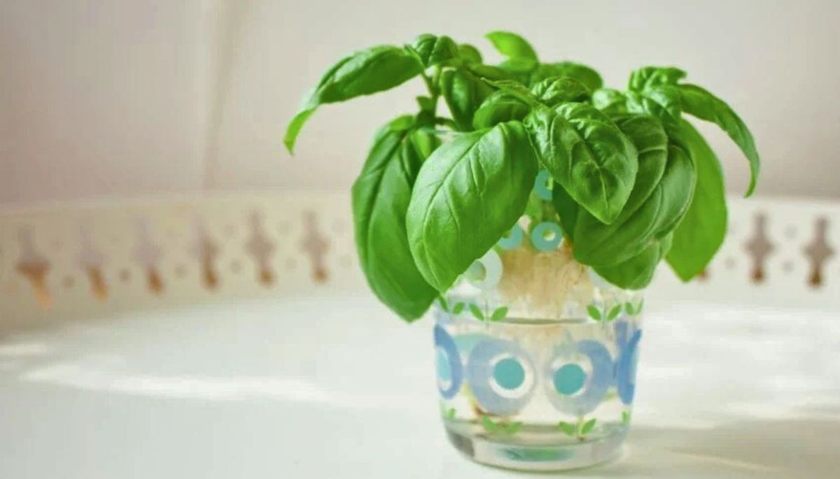 Conserva la albahaca en un vaso de agua y cubre sus hojas con una bolsa de plástico o papel film. Imagen: Freepik Conserva la albahaca en un vaso de agua y cubre sus hojas con una bolsa de plástico o papel film. Imagen: Freepik