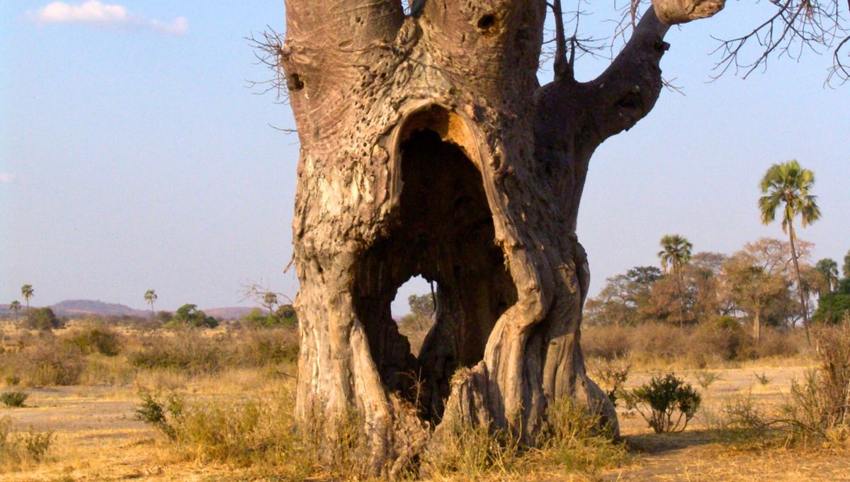 Qué significa ver árboles con un agujero o hueco en su tronco