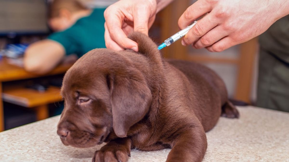 En el Día Mundial de la Rabia, el objetivo en concientizar a vacunar a las mascotas para prevenir esta grave enfermedad. En el Día Mundial de la Rabia, el objetivo en concientizar a vacunar a las mascotas para prevenir esta grave enfermedad.