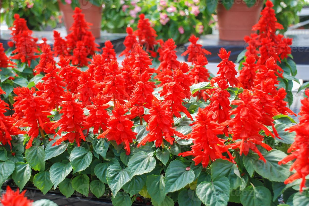 Red sage can liven up any garden.