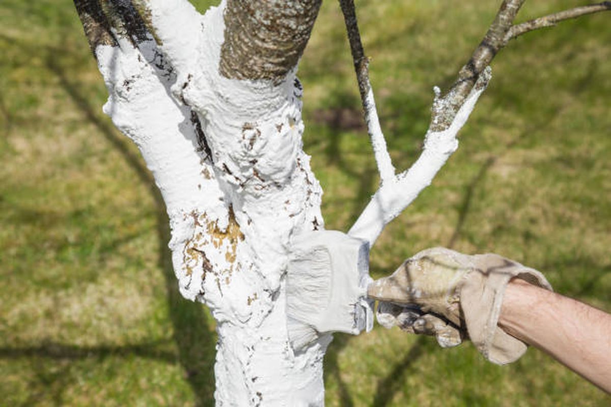 Este truco de jardinería beneficiará a tus árboles. Este truco de jardinería beneficiará a tus árboles.