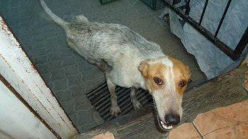 Entierran viva a perrita discapacitada por ser una 