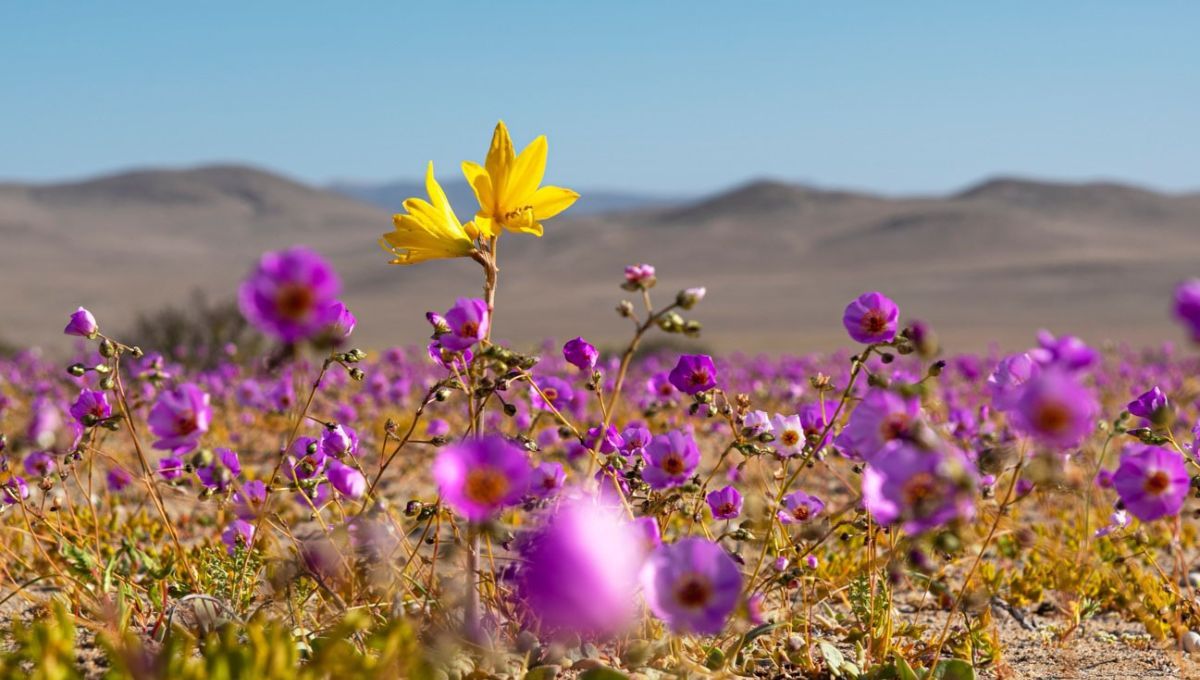 En el desierto más árido y grande del planeta Tierra brotan las flores más hermosas