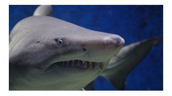 Un tiburón, un oso y una serpiente lo atacaron en menos de 4 años, y vive para contarlo