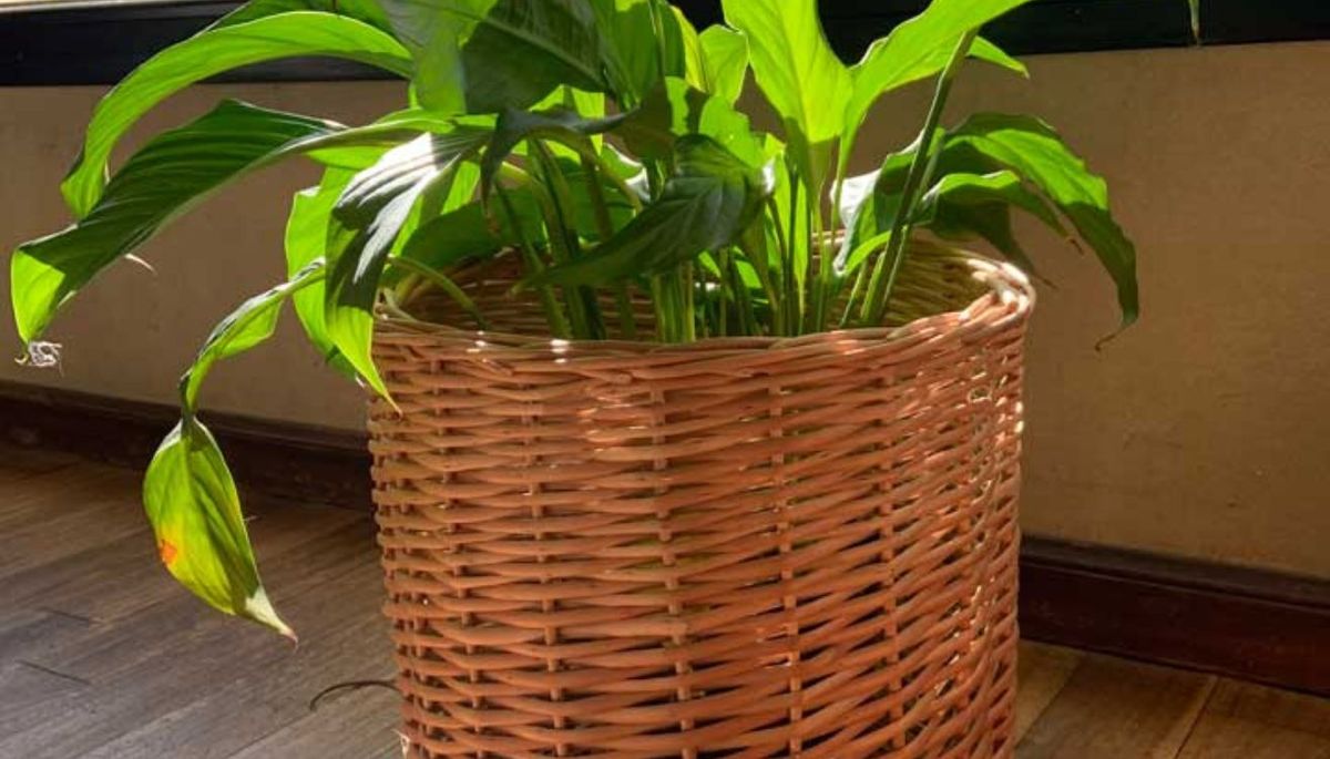 Si tienes un canasto para la ropa que ya no utilizas, lo puedes emplear para para hacer macetas artesanales. Si tienes un canasto para la ropa que ya no utilizas, lo puedes emplear para para hacer macetas artesanales.