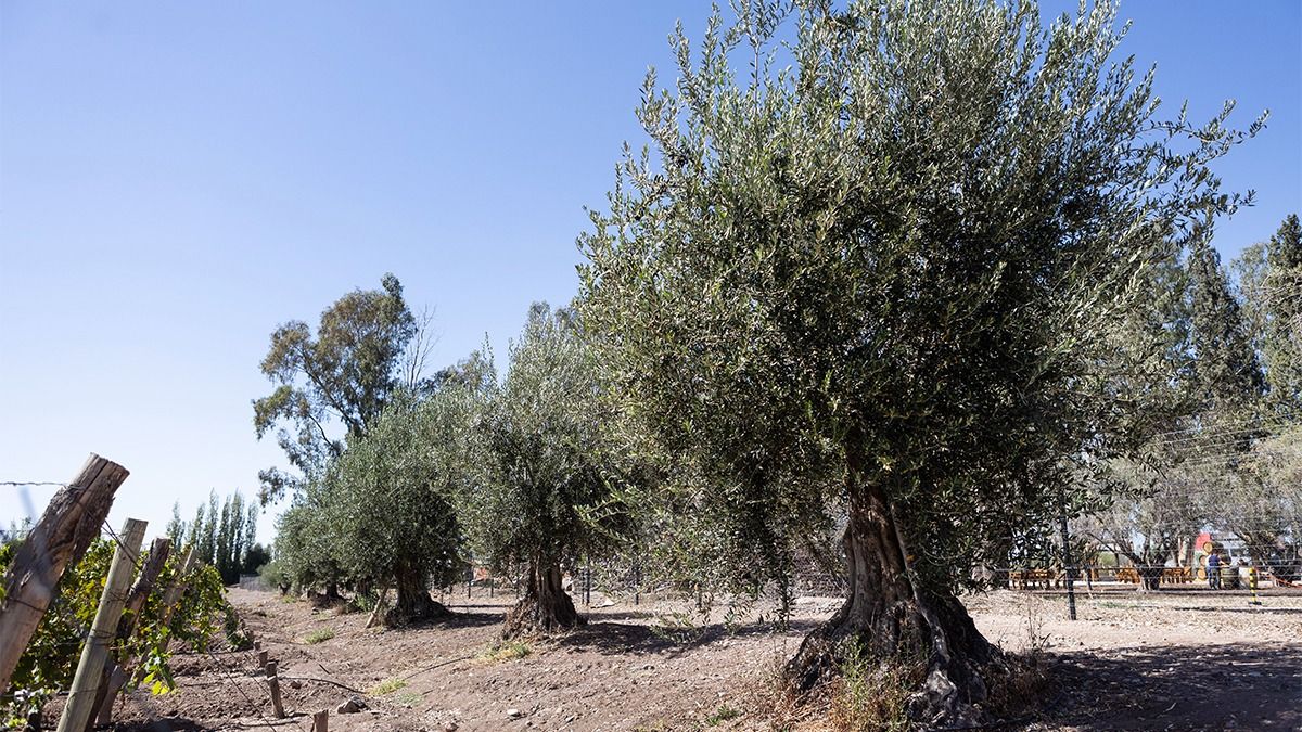 Hay olivos mendocinos que han estado ahí durante siglos. Algunos tienen 400 años.