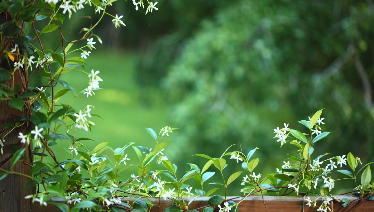 El jazmín es una planta muy elegida por su belleza y aroma. Sin embargo, para llegar a ello debe haber un muy buen cuidado detrás. El jazmín es una planta muy elegida por su belleza y aroma. Sin embargo, para llegar a ello debe haber un muy buen cuidado detrás.