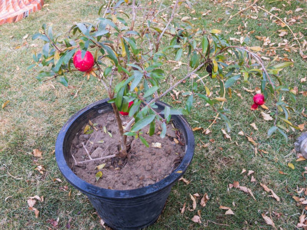 El granado en maceta es una de las mejores especies para tener en el balcón o la terraza. El granado en maceta es una de las mejores especies para tener en el balcón o la terraza.