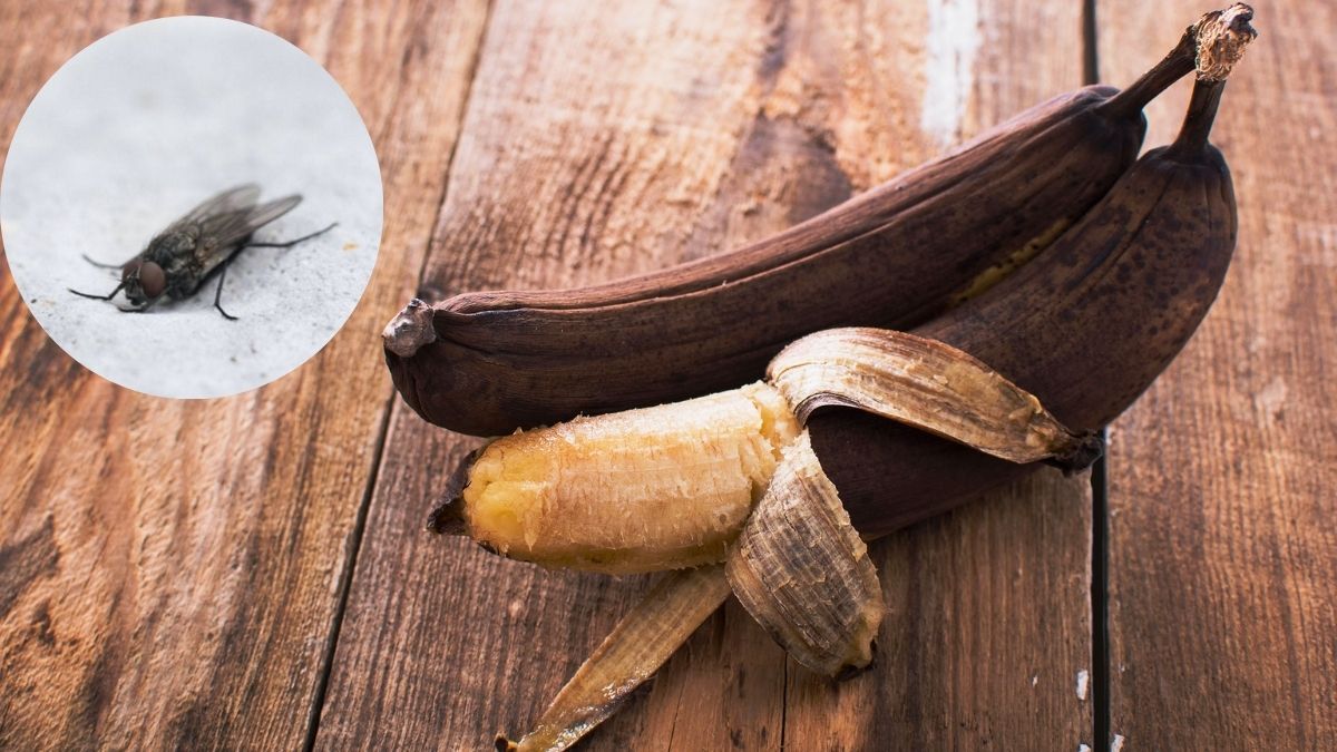 Cómo eliminar a las moscas de casa usando una banana pasada: trampa casera efectiva