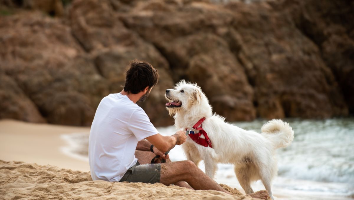 La playa de New York que acepta perros