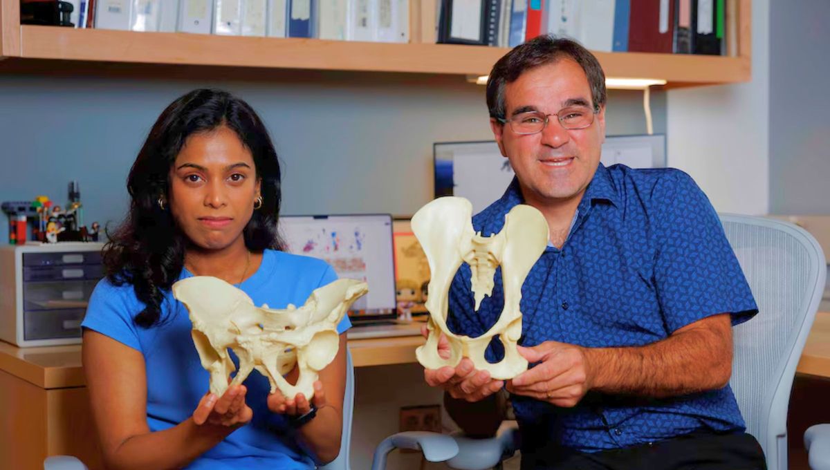 Del lado izquierdo, Gayani Senevirathne sostiene una pelvis humana, que es más corta y ancha, mientras Terence Capellini muestra los huesos superiores de la cadera de primates, que son más largos. Del lado izquierdo, Gayani Senevirathne sostiene una pelvis humana, que es más corta y ancha, mientras Terence Capellini muestra los huesos superiores de la cadera de primates, que son más largos.