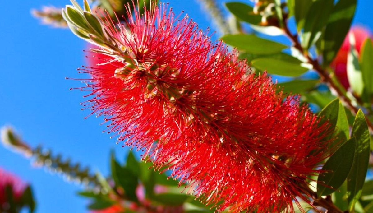 El árbol poco exigente que se cultiva en maceta y tiene flores de una belleza imponente