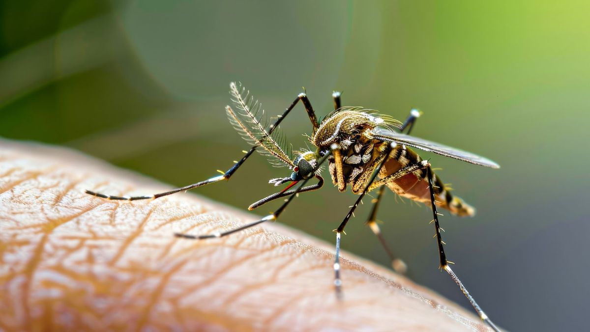 Es posible vivir sin ser molestados por los mosquitos.