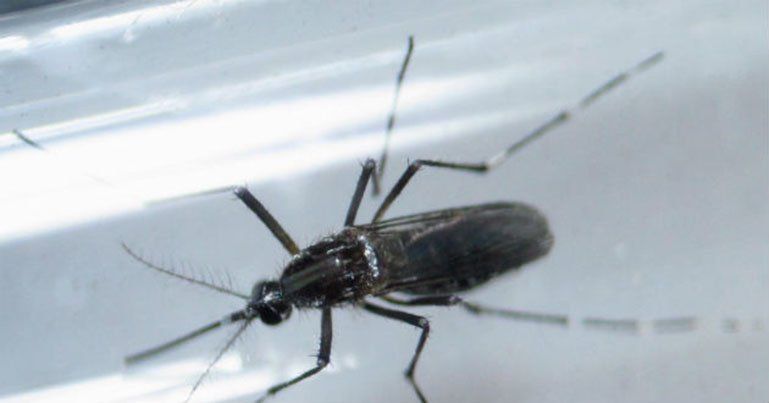 La OMS dice que el zika sigue siendo una emergencia mundial
