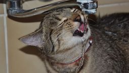 Curiosidades de los gatos