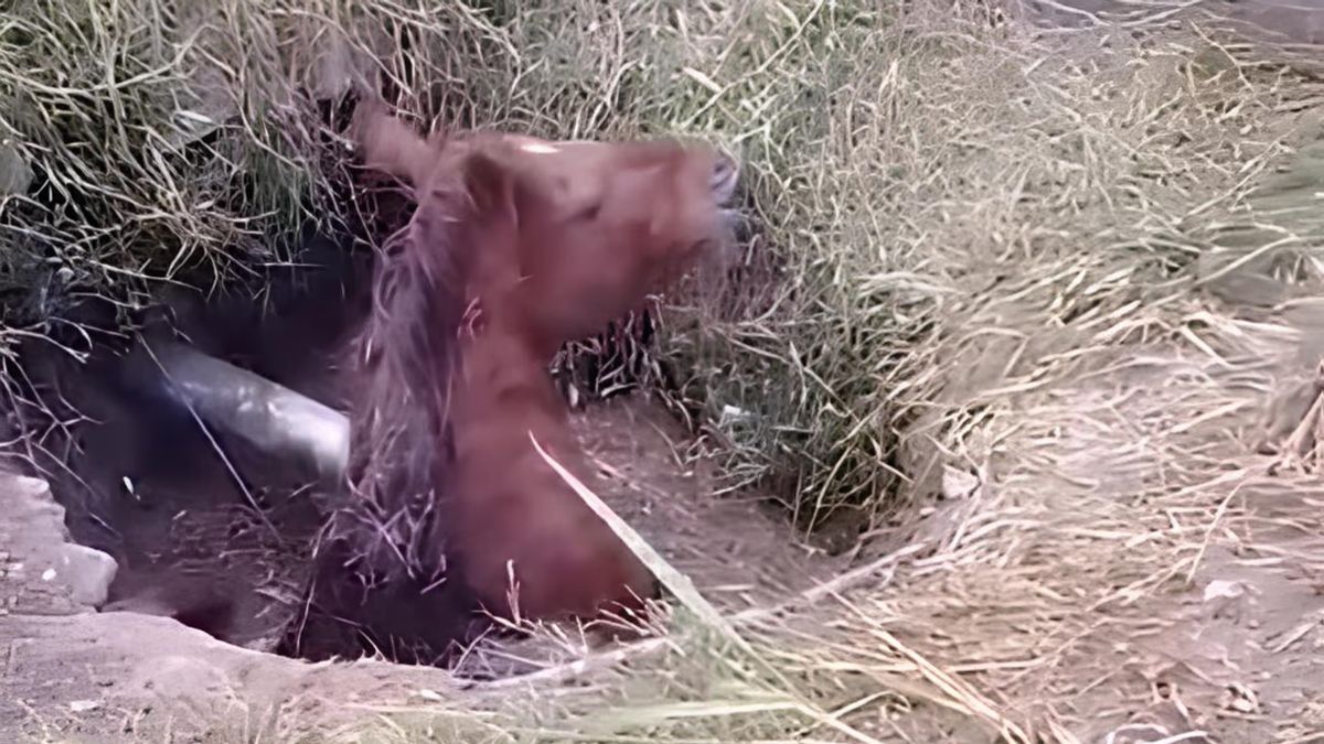 El video de los bomberos héroes: un caballo se cayó a un pozo y los bomberos lo salvaron.
