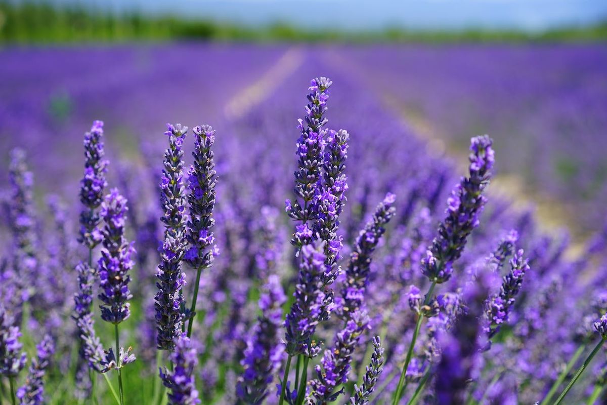 Lavanda. Lavanda.