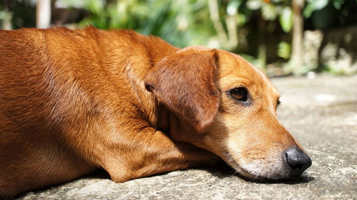 El perro perdido tiene una capacidad asombrosa para recordar a sus dueños.