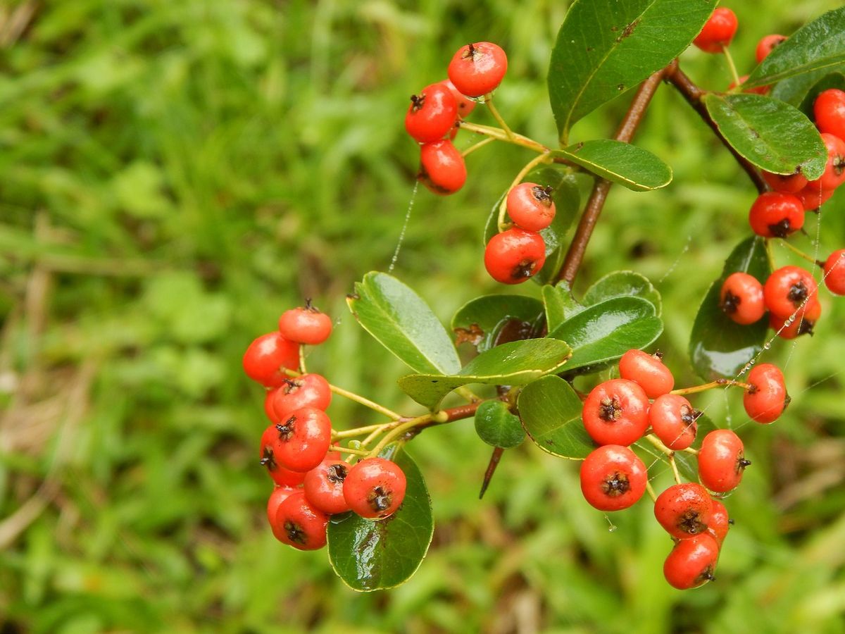 El crataegus o majuelo