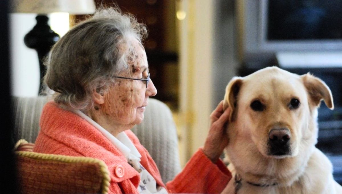 Hay una raza de perro que es ideal para los adultos mayores