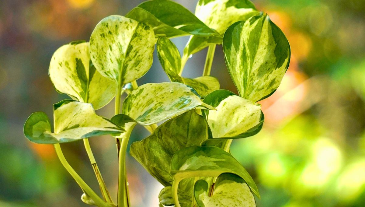 Una planta noble, hermosa y de crecimiento rápido. Una planta noble, hermosa y de crecimiento rápido.
