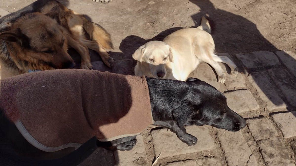 El Refugio de Rousi pide ayuda para encontrar un nuevo lugar para sus 75 perros