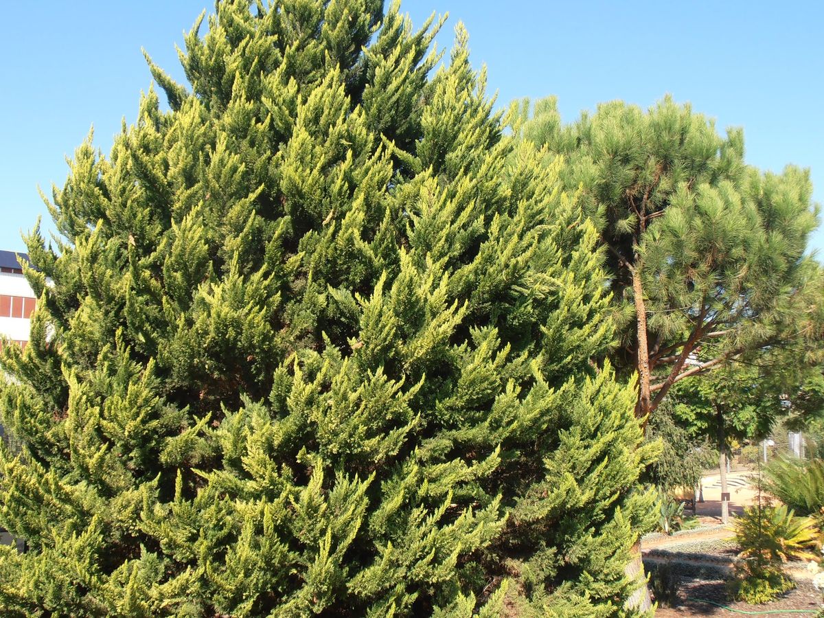 Este árbol tiene follaje verde y dorado todo el año. Este árbol tiene follaje verde y dorado todo el año.