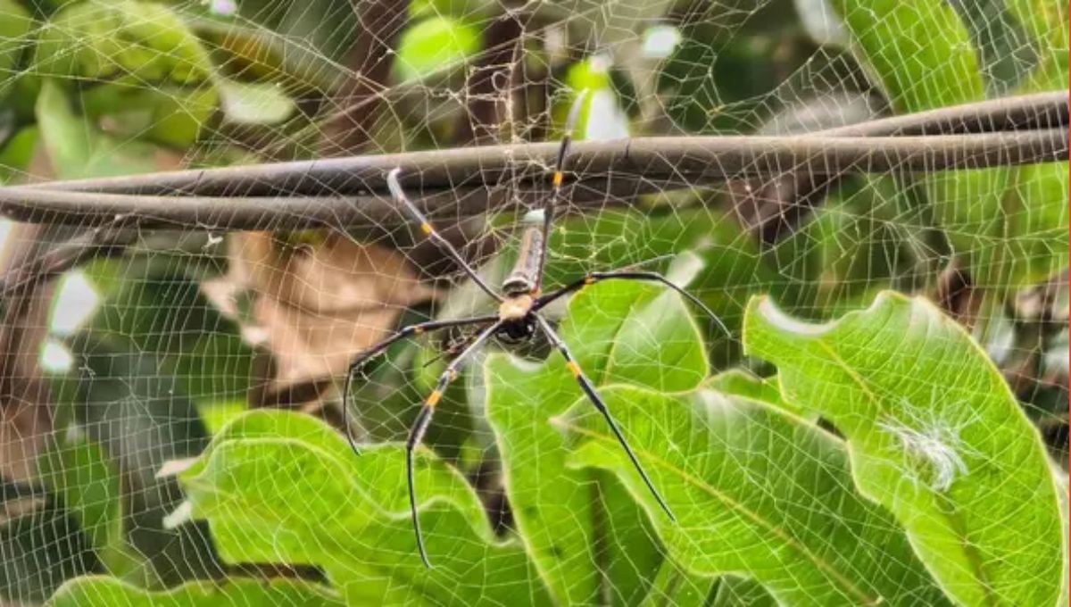 La tela de araña más grande del planeta Tierra: 10 veces más fuerte que el acero y 106 metros cuadrados
