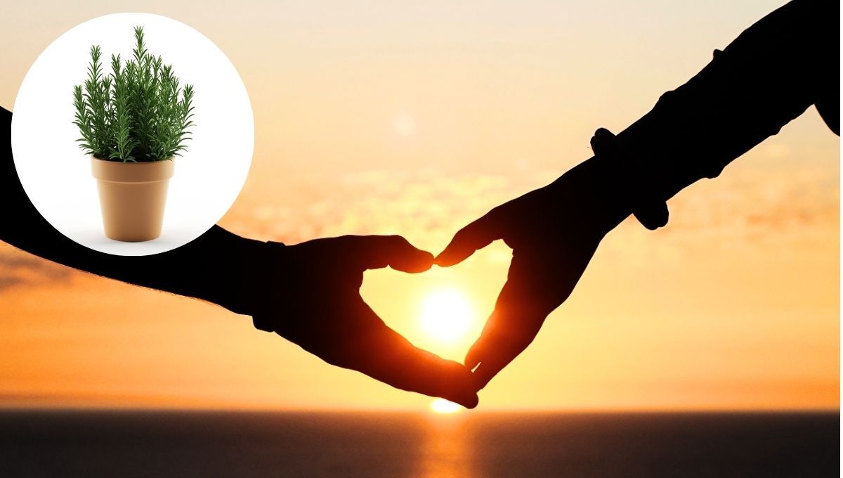 La planta de romero tiene la capacidad de atraer el amor