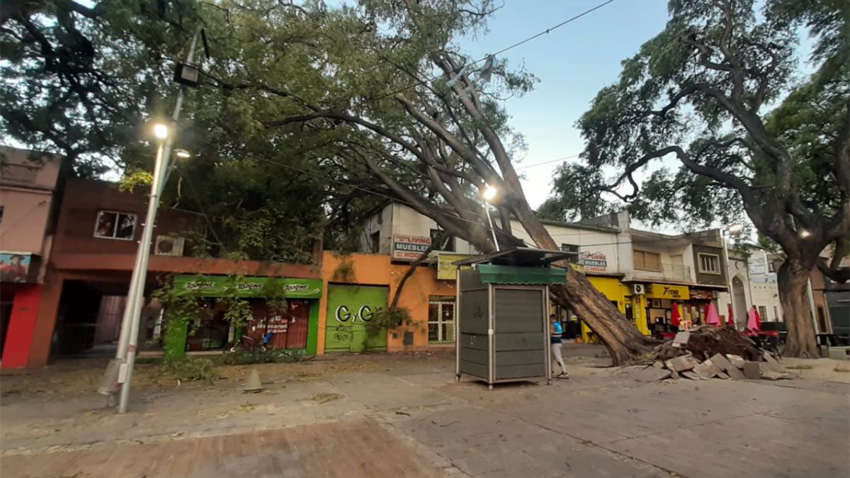 El viento Zonda derribó un árbol en La Alameda. Aperentemente el ejemplar no estaba en las mejores condiciones.