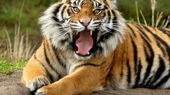 Un tigre de Sumatra mató a un cuidador en un zoológico de Polonia