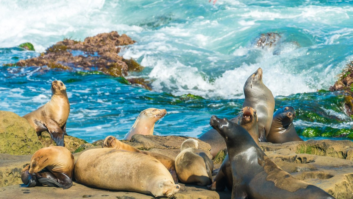 Esta es la playa más encantadora de Estados Unidos que por su entorno natural parece una pintura del impresionismo.