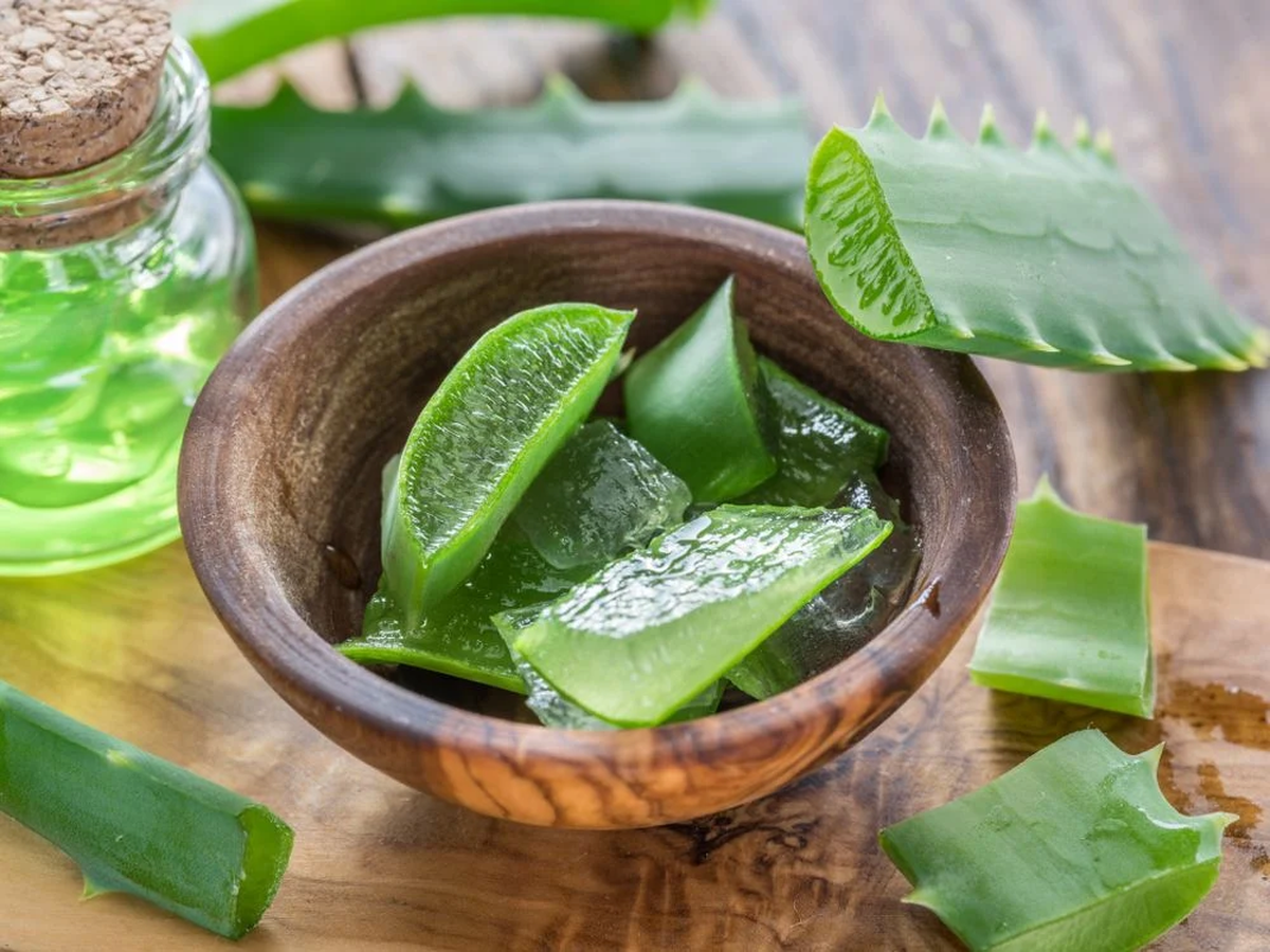 Utiliza las propiedades del aloe vera y prepara abono para tus plantas. Imagen: Pexels Utiliza las propiedades del aloe vera y prepara abono para tus plantas. Imagen: Pexels