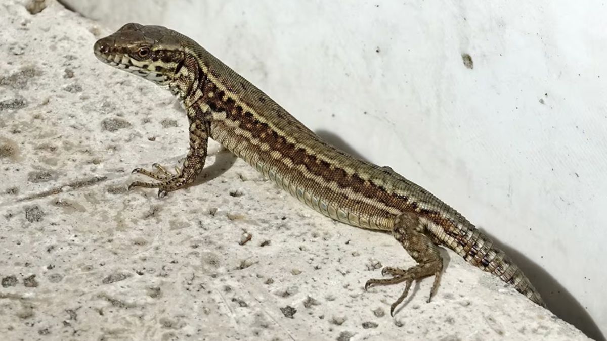 Las lagartijas se meten en casas en busca de comida y también de agua en goteras o en bebederos para mascotas Las lagartijas se meten en casas en busca de comida y también de agua en goteras o en bebederos para mascotas