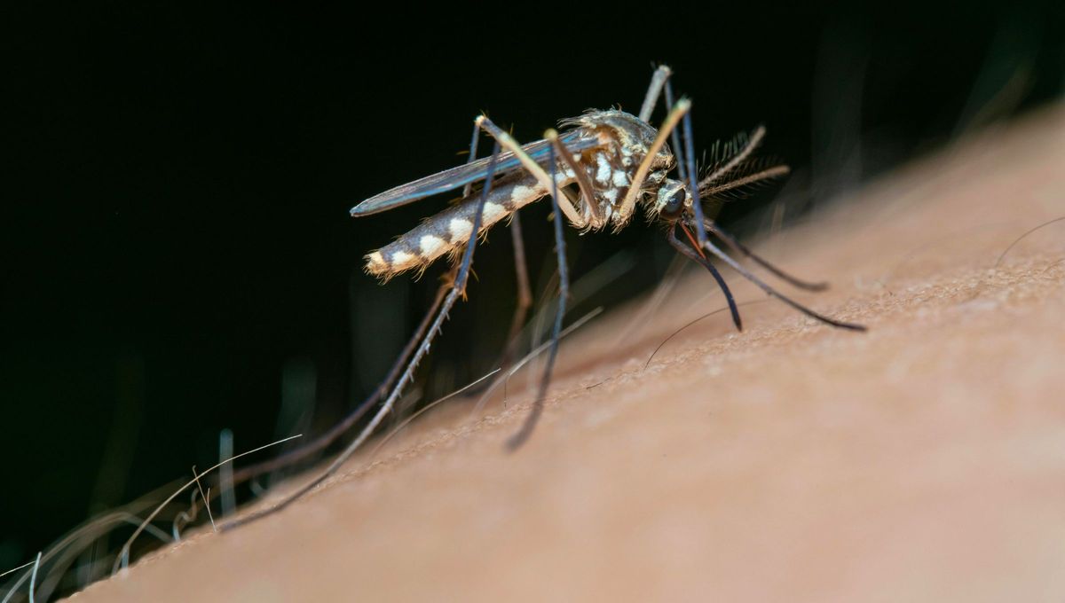 Hoy se conmemora el Día Mundial del Mosquito. Hoy se conmemora el Día Mundial del Mosquito.