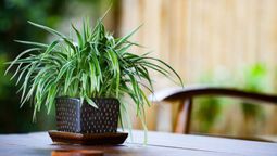 Esta planta es mítica para el Feng Shui.