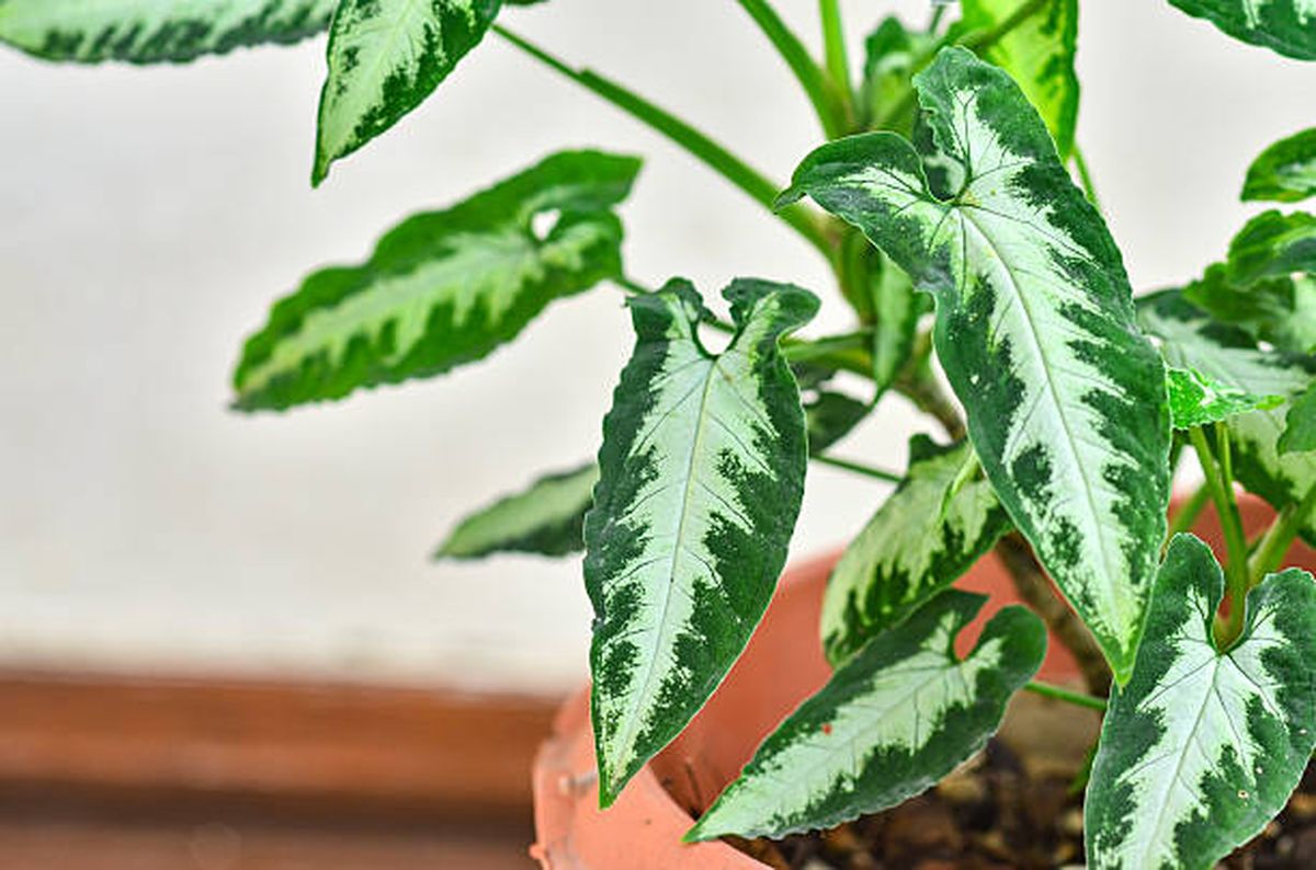 Esta planta tiene una mayor belleza que el potus. Esta planta tiene una mayor belleza que el potus.