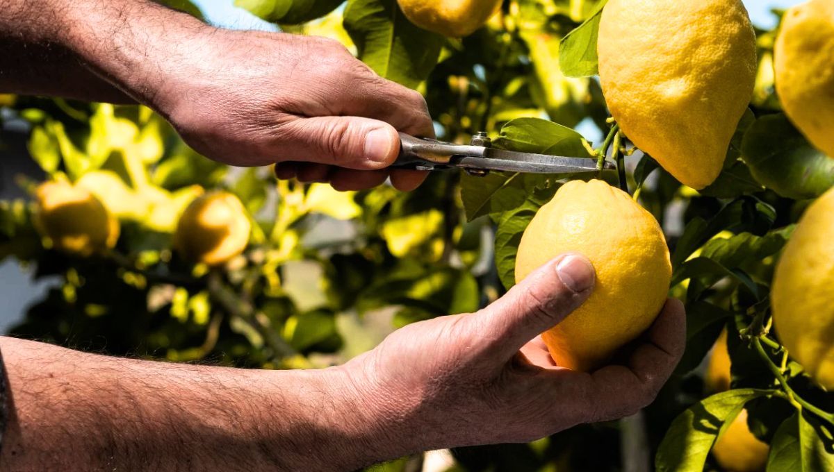 La poda del limonero debe realizarse en un momento específico para favorecer su crecimiento