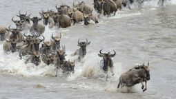 La migración animal más grande de la Tierra involucra a casi 6 millones de ejemplares