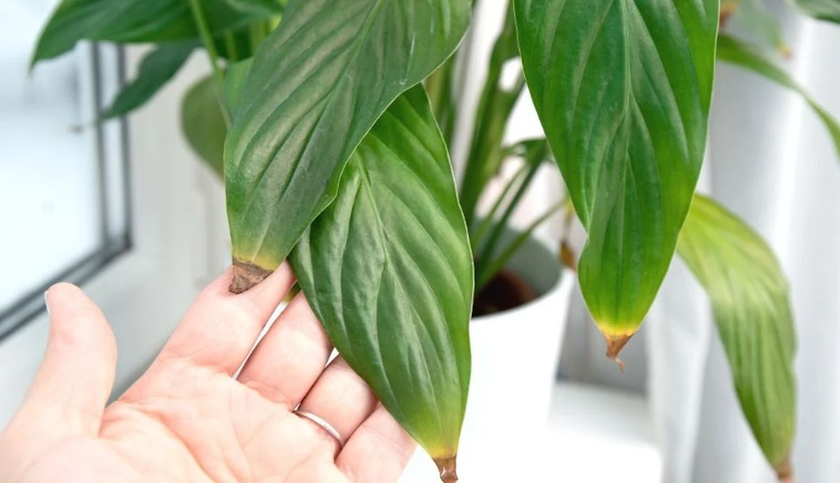 Algunas plantas quemadas pueden recuperarse, pero otras pueden morir. Algunas plantas quemadas pueden recuperarse, pero otras pueden morir.