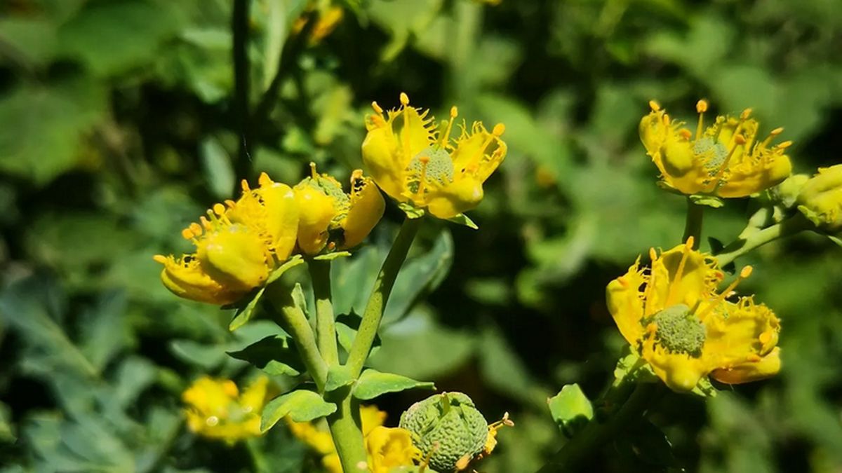 Qué significa tener una RUDA marchita en el jardín de casa