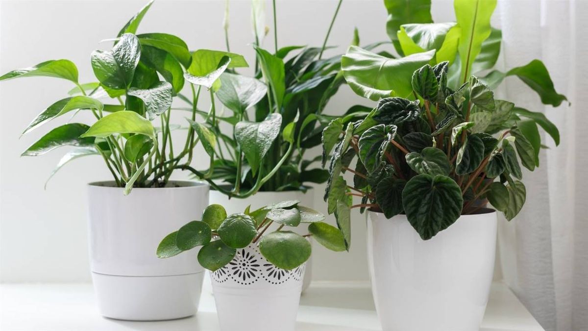 Estas son las 10 plantas de interior más resistentes para sumar a nuestros espacios Estas son las 10 plantas de interior más resistentes para sumar a nuestros espacios